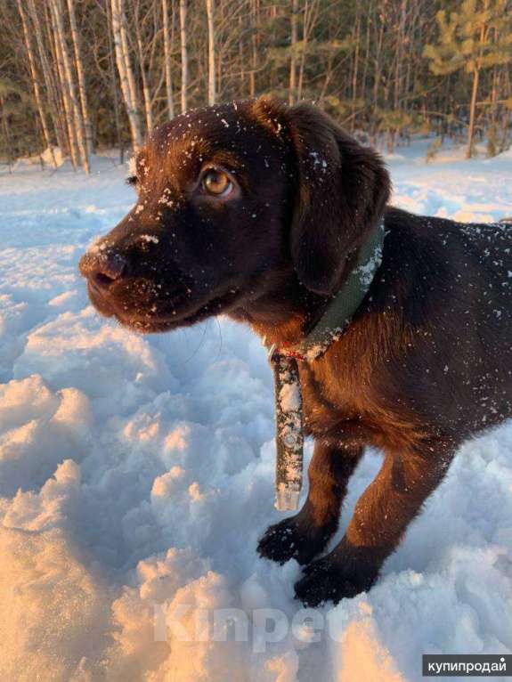 Собаки в Сургуте: Щенок лабрадора Девочка, 15 000 руб. - фото 1