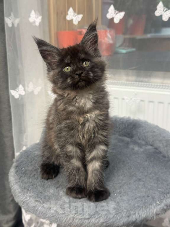 Кошки в Череповце: Чистопородный Мейн Кун Девочка, 30 000 руб. - фото 3