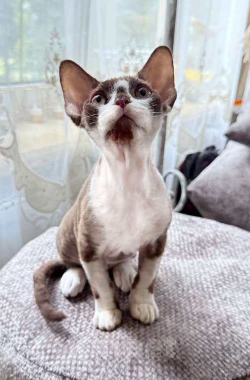 Кошки в других городах Московской области: Мальчик Девон Рекс  Мальчик, 45 000 руб. - фото 3