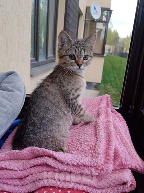 Кошки в Москве: Британский котёнок мальчик Мальчик, 12 000 руб. - фото 3