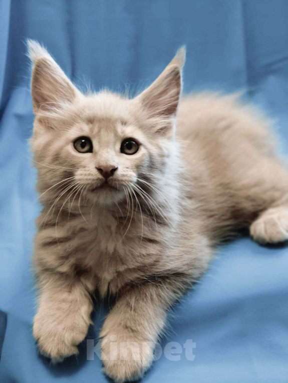 Кошки в Москве:  Елисей - кремовый тикированный мальчик  Мальчик, 90 000 руб. - фото 3