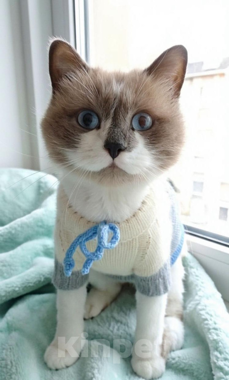 Кошки в Жуковском: Кошка Ливи брошена Девочка, Бесплатно - фото 1