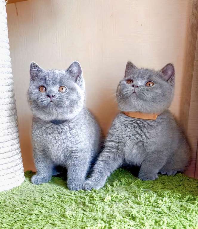 Кошки в Москве: Британские к/ш котята Разнополые, Бесплатно - фото 6
