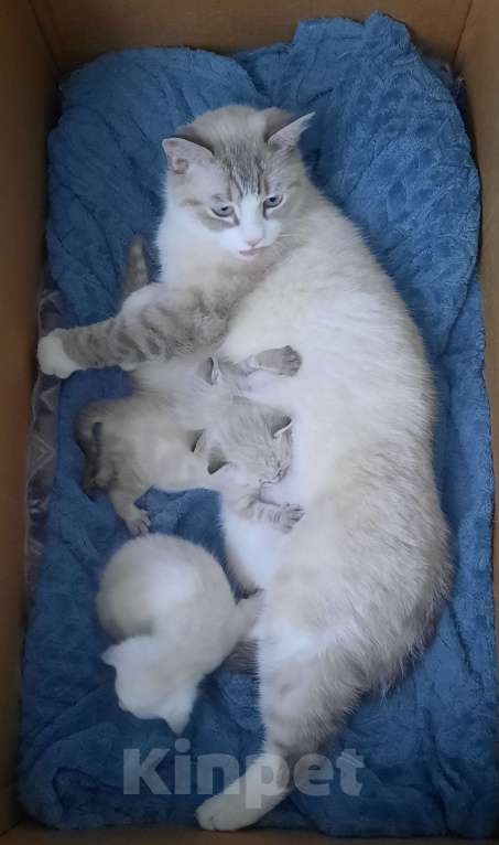 Кошки в Санкт-Петербурге: Красивые котята Девочка, 12 000 руб. - фото 1