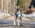 Собаки в Москве: Крупная собака в добрые руки Девочка, Бесплатно - фото 5