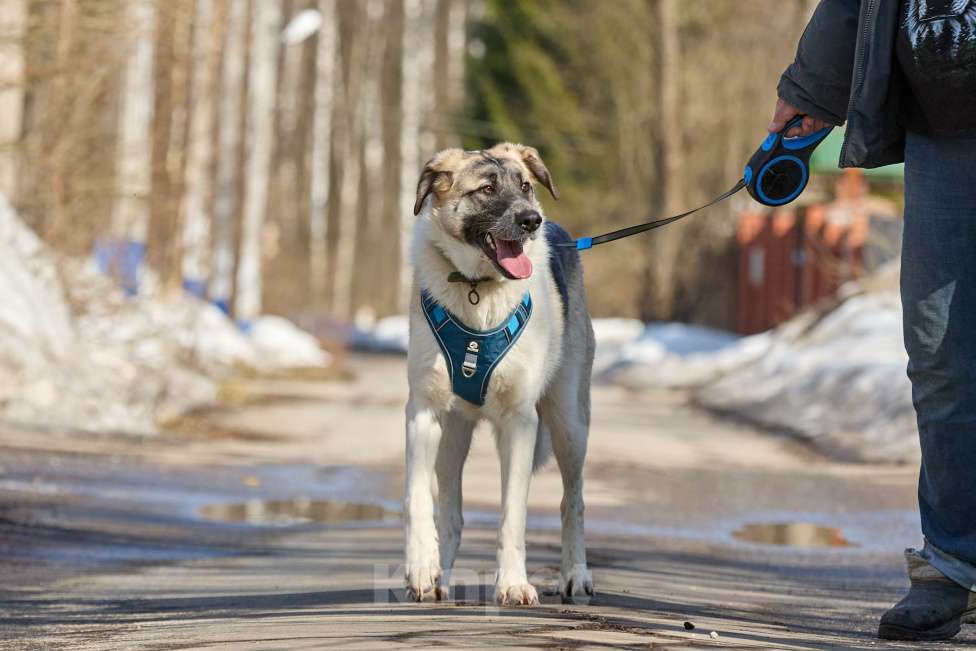 Собаки в Москве: Крупная собака в добрые руки Девочка, Бесплатно - фото 5