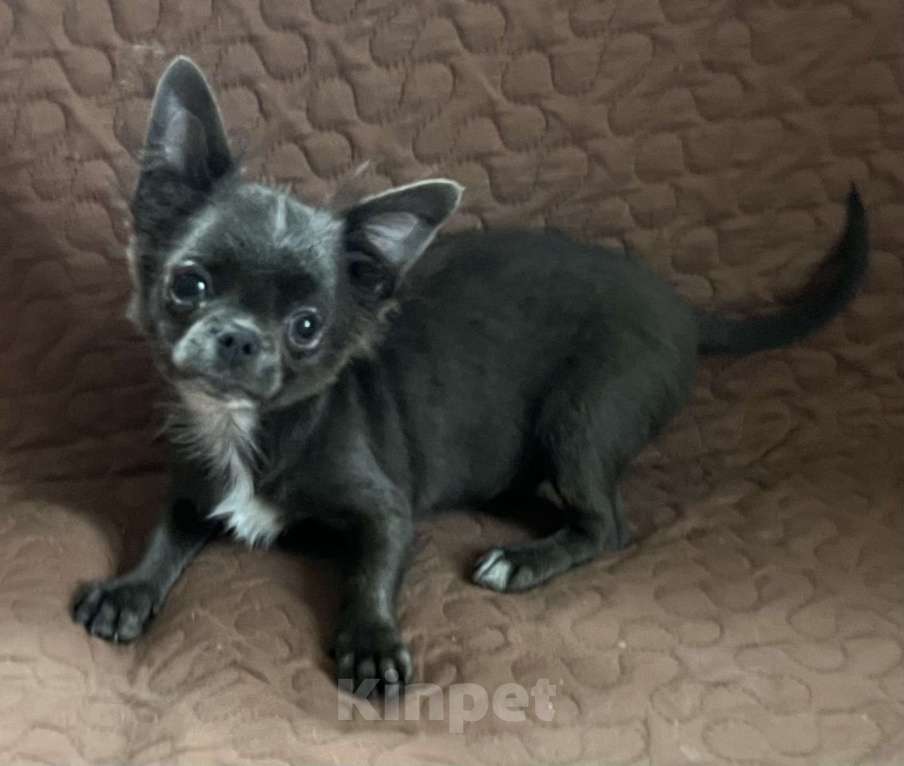 Собаки в Санкт-Петербурге: Щенок чихуахуа Мальчик, Бесплатно - фото 4