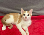 Кошки в Санкт-Петербурге: Солнечный малыш ищет дом Мальчик, Бесплатно - фото 1