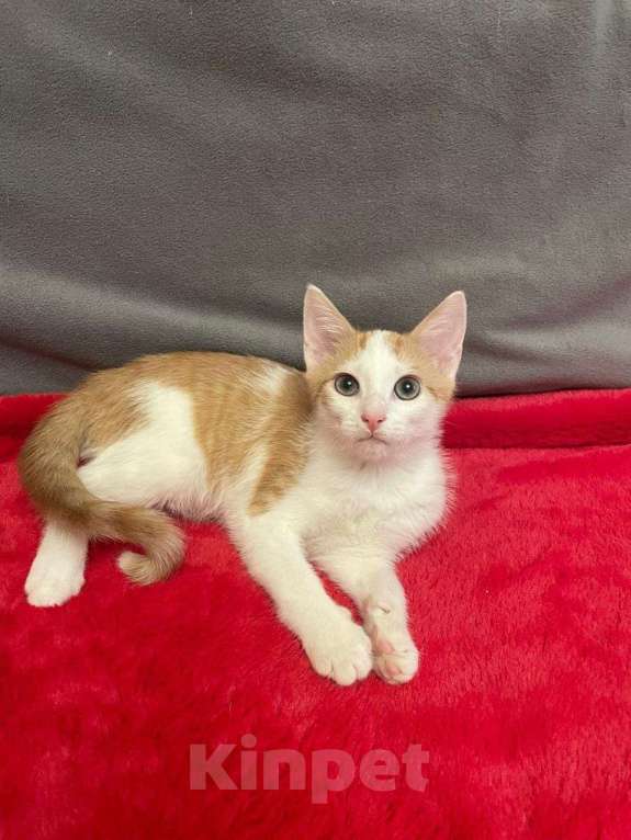 Кошки в Санкт-Петербурге: Солнечный малыш ищет дом Мальчик, Бесплатно - фото 1