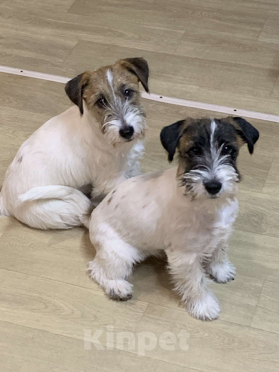 Собаки в Волгограде: Джек Рассел терьер Девочка, 30 000 руб. - фото 2