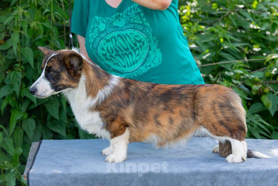 Собаки в Москве: Вельш корги кардиган щенок Девочка, 60 000 руб. - фото 4