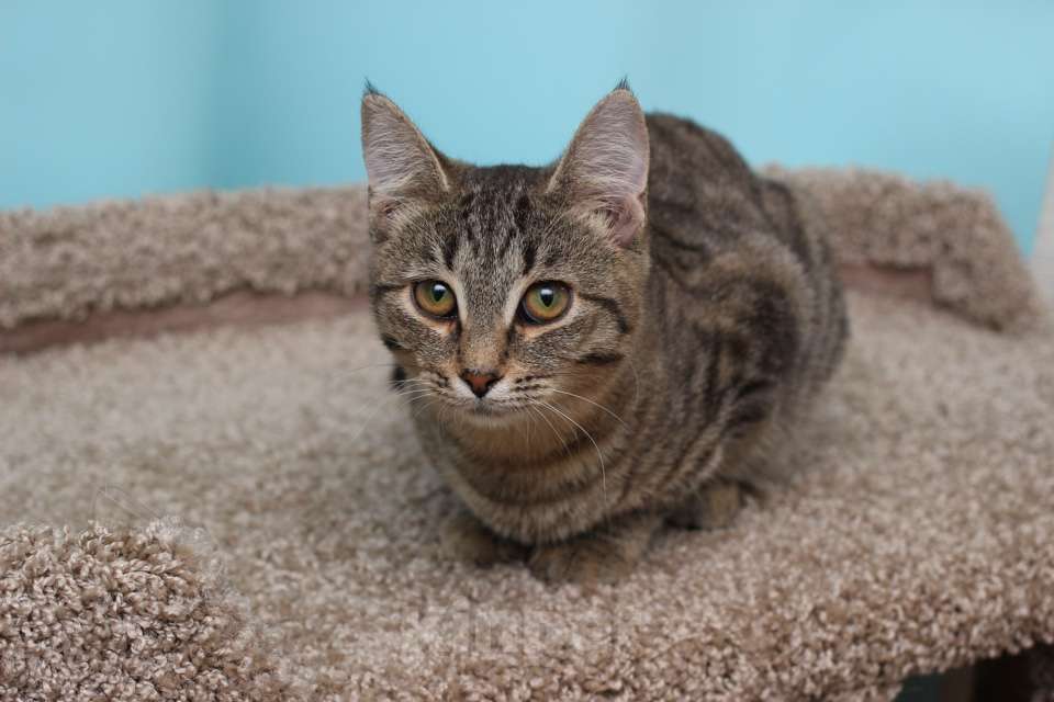 Кошки в Москве: Ласковая 6 мес кошечка Уля в поиске семьи! Девочка, Бесплатно - фото 7