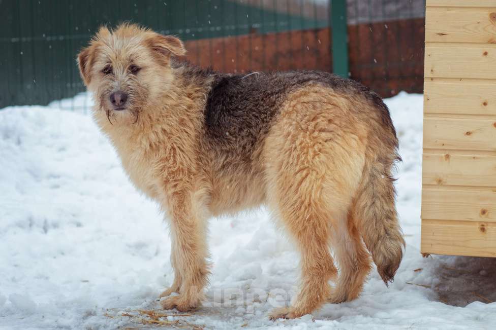 Собаки в Москве: щенок Флинт ищет семью Девочка, Бесплатно - фото 7