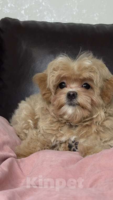 Собаки в Москве: Мальтипу f1 девочка Малинка  Девочка, 230 000 руб. - фото 4