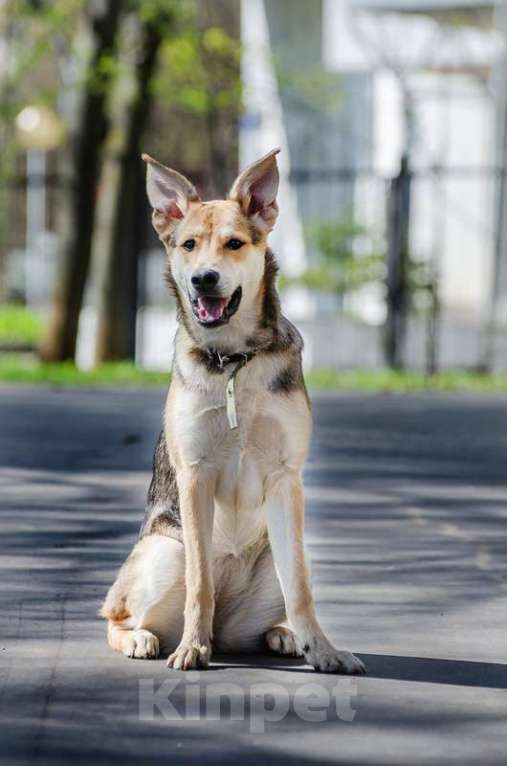 Собаки в Москве: Малышка Оливия из приюта ищет дом Девочка, 1 руб. - фото 5