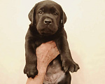Собаки в Челябинске: Продается щенок лабрадора! Девочка, 25 000 руб. - фото 1