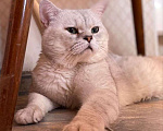 Кошки в Москве: Шотландский кот на вязку  Мальчик, 2 000 руб. - фото 3