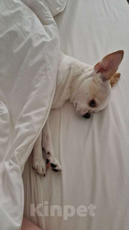 Собаки в Химках: Чихуахуа, 5 лет, кастрированный мальчик  Мальчик, 1 000 руб. - фото 2