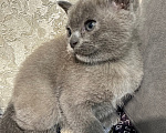 Кошки в Симферополе: Котенок европейской бурмы Девочка, 50 000 руб. - фото 4