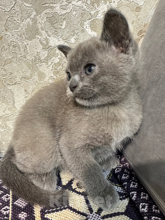 Кошки в Симферополе: Котенок европейской бурмы Девочка, 50 000 руб. - фото 4