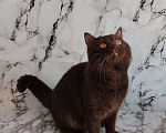 Кошки в Москве: Британский кот окрас шоколад носитель циннамона Мальчик, 40 000 руб. - фото 4