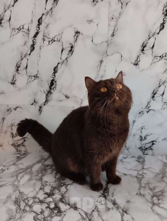 Кошки в Москве: Британский кот окрас шоколад носитель циннамона Мальчик, 40 000 руб. - фото 4