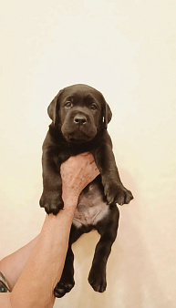 Объявление: Продается щенок лабрадора!, 25 000 руб., Челябинск