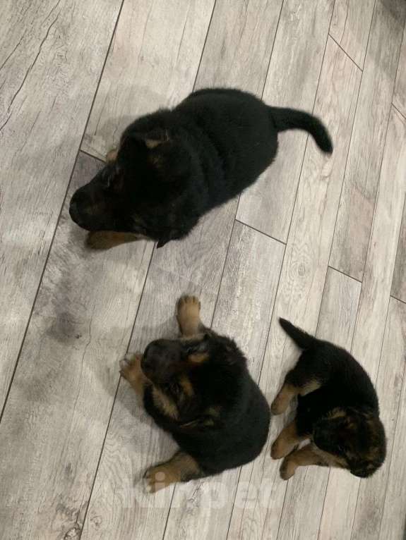 Собаки в других городах Краснодарского края: щенки немецкой овчарки Мальчик, 8 000 руб. - фото 6