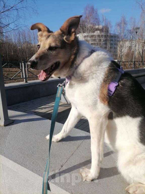 Собаки в Москве: Мальта Девочка, Бесплатно - фото 2