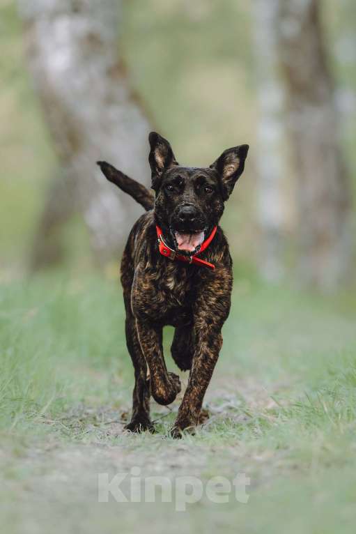 Собаки в Москве: Мудрая Миранда ищет дом Девочка, 1 руб. - фото 6