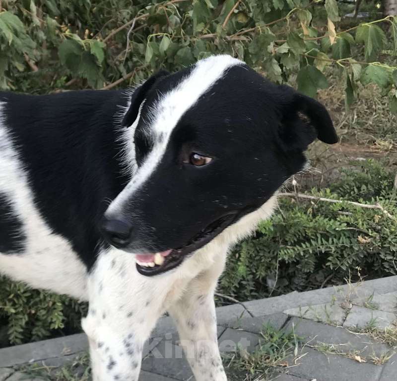 Собаки в Краснодаре: Молодой пес ищет дом Мальчик, 300 руб. - фото 3