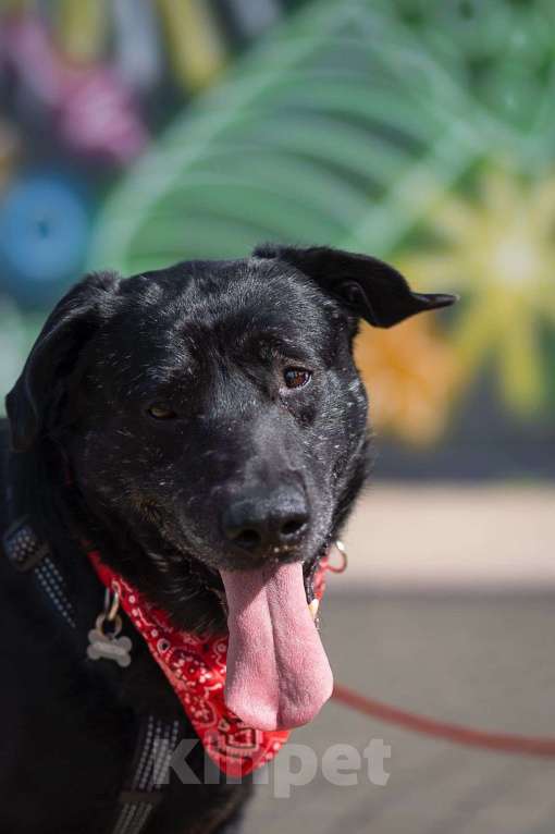 Собаки в Москве: Дружелюбный Неро ищет дом и семью! Мальчик, Бесплатно - фото 6