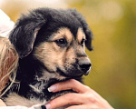Собаки в Москве: Щенок в добрые руки Девочка, 1 руб. - фото 4