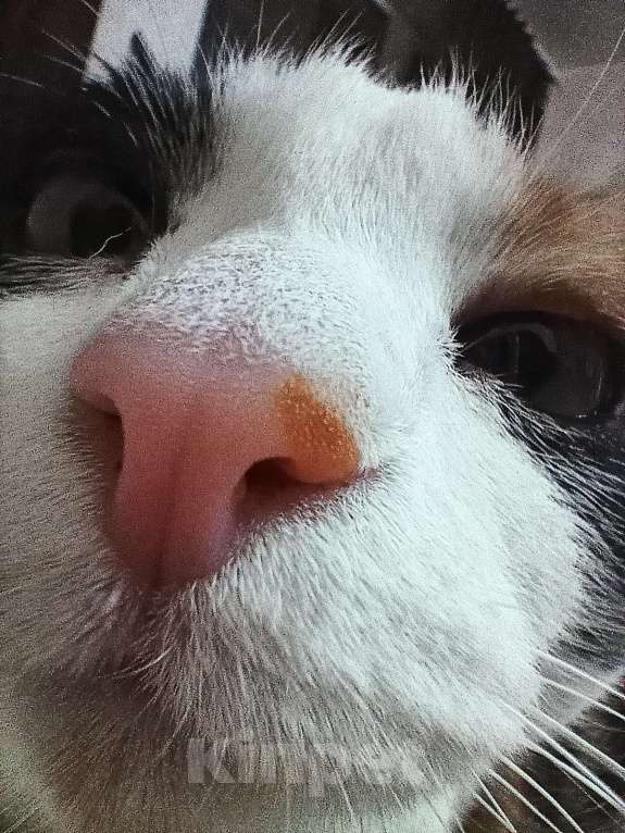 Кошки в Екатеринбурге: Дашка Девочка, Бесплатно - фото 4