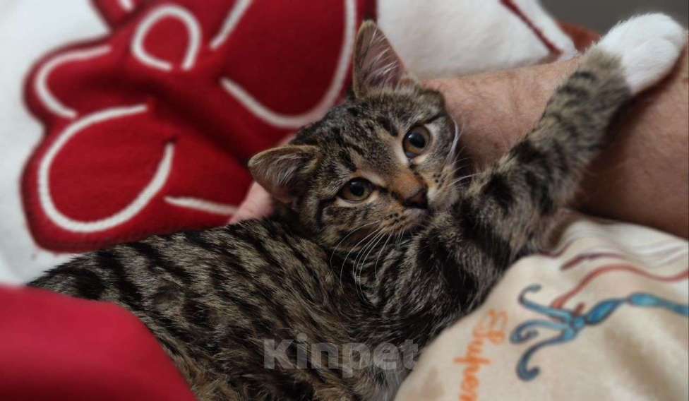 Кошки в Москве: Новогодний сюрприз, девочка, примерно 5 месяцев Девочка, Бесплатно - фото 2