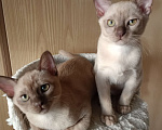 Кошки в Санкт-Петербурге: Бурманский котенок Рафаэль Мальчик, 40 000 руб. - фото 4