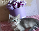Кошки в Новосибирске: ♂️ Yetty  Мальчик, 50 000 руб. - фото 1