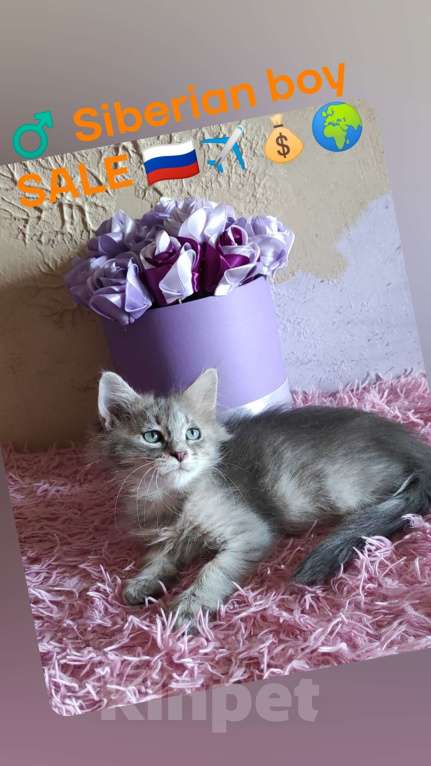 Кошки в Новосибирске: ♂️ Yetty  Мальчик, 50 000 руб. - фото 1