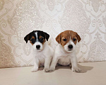 Собаки в Санкт-Петербурге: щенки от титулованных родителей. Девочка, 45 000 руб. - фото 1