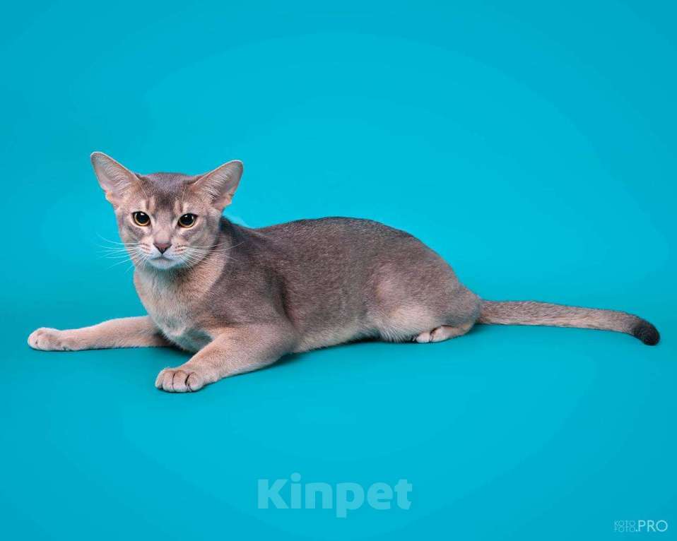 Кошки в Барнауле: Абиссинский кот, вязка Мальчик, Бесплатно - фото 2