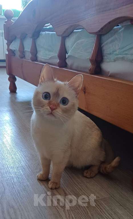 Кошки в Москве: Тайская кошечка в добрые руки Девочка, Бесплатно - фото 3