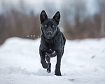 Собаки в Раменском: Идеальный Чарли в поисках своей семьи Мальчик, Бесплатно - фото 4