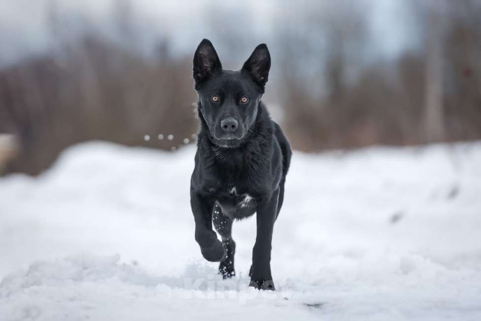 Собаки в Раменском: Идеальный Чарли в поисках своей семьи Мальчик, Бесплатно - фото 4
