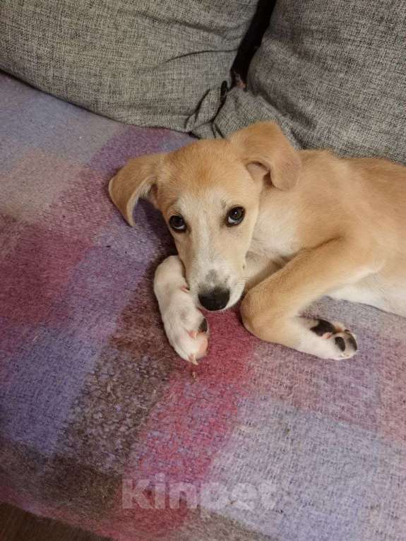 Собаки в Красногорске: Умник ищет хозяев Мальчик, Бесплатно - фото 3