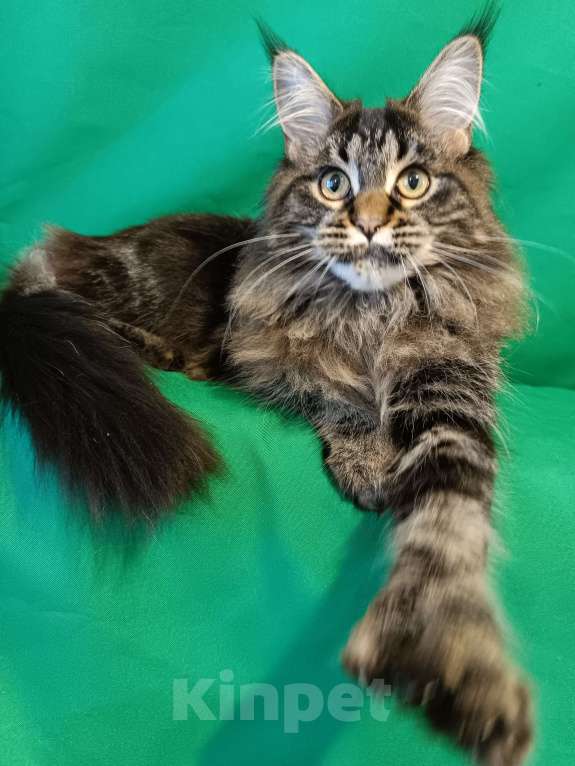 Кошки в других городах Владимирской области: Девочка мейн кун полидакт Девочка, 25 000 руб. - фото 1