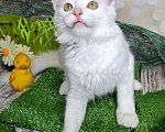Кошки в Москве: Белый котёнок в добрые руки Мальчик, Бесплатно - фото 9