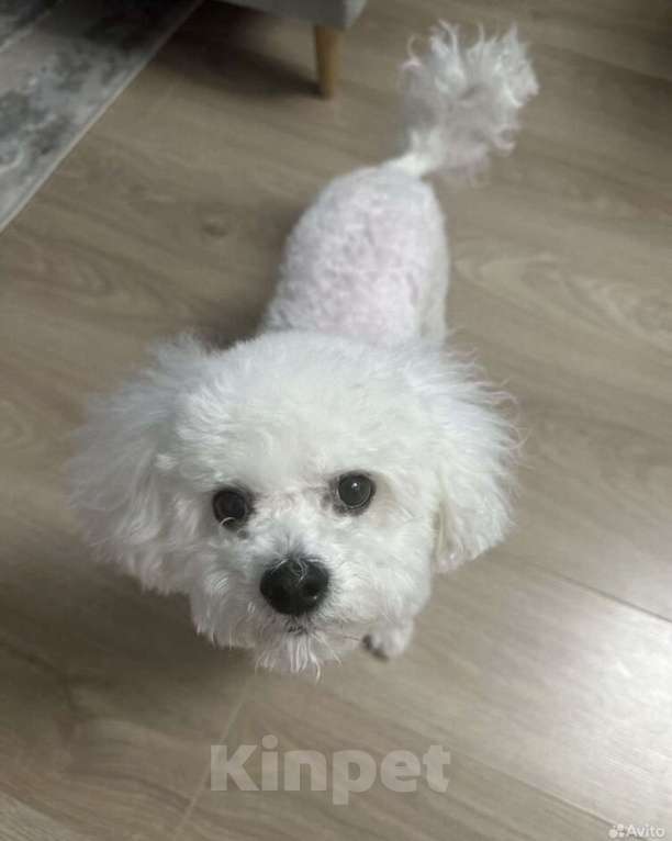 Собаки в Москве: Отдам в добрые руки Мальчик, Бесплатно - фото 1