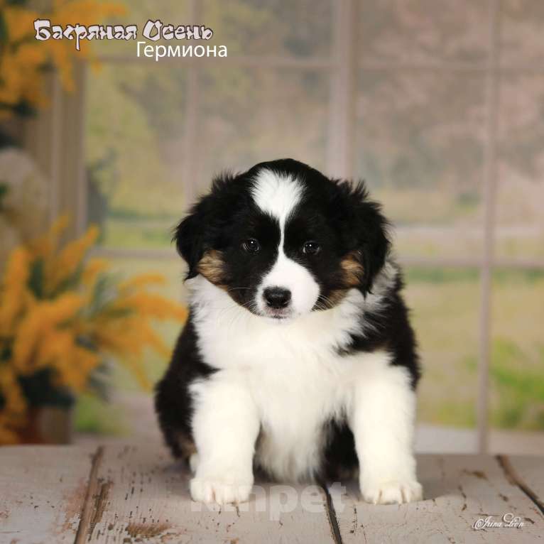 Собаки в других городах Московской области: Продается девочка миниаусси Девочка, 80 000 руб. - фото 4