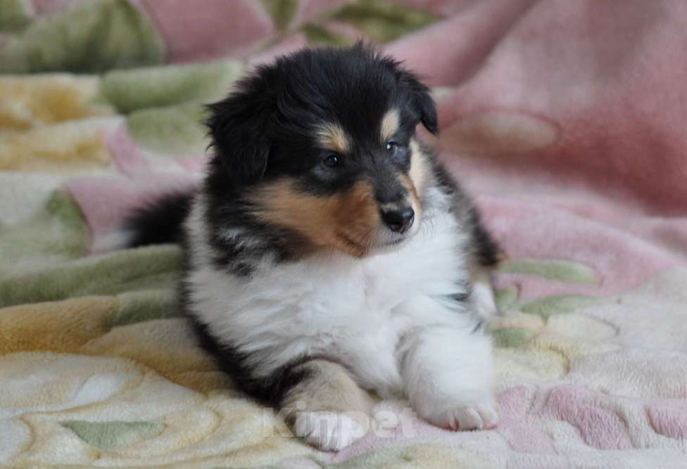 Собаки в Тейково: Щенок колли Мальчик, Бесплатно - фото 1