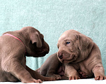 Собаки в Самаре: Шикарные щенки от шикарных родителей породы веймаранер  Мальчик, 75 000 руб. - фото 4